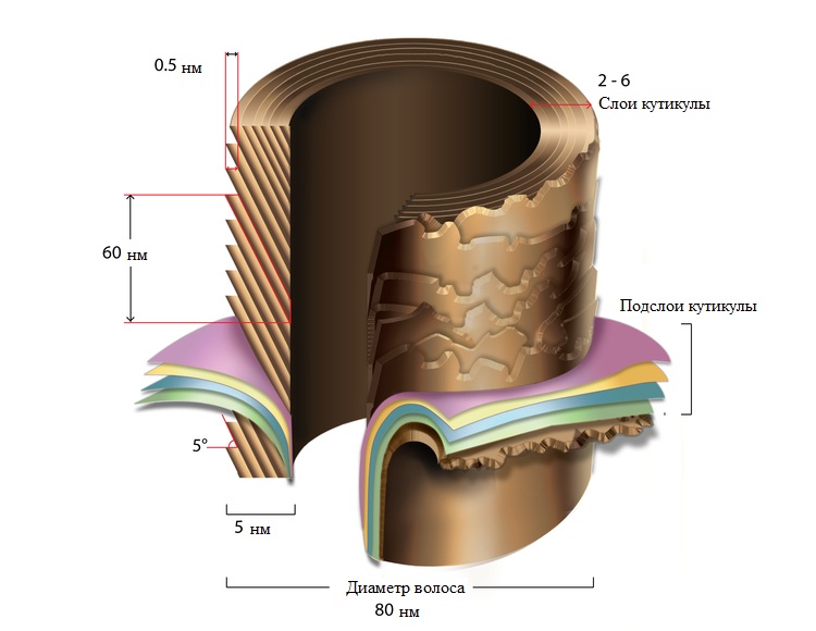 Что такое кутикула волос это. Смотреть фото Что такое кутикула волос это. Смотреть картинку Что такое кутикула волос это. Картинка про Что такое кутикула волос это. Фото Что такое кутикула волос это